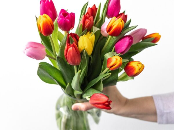 Hand holding vase with colorful tulip bouquet