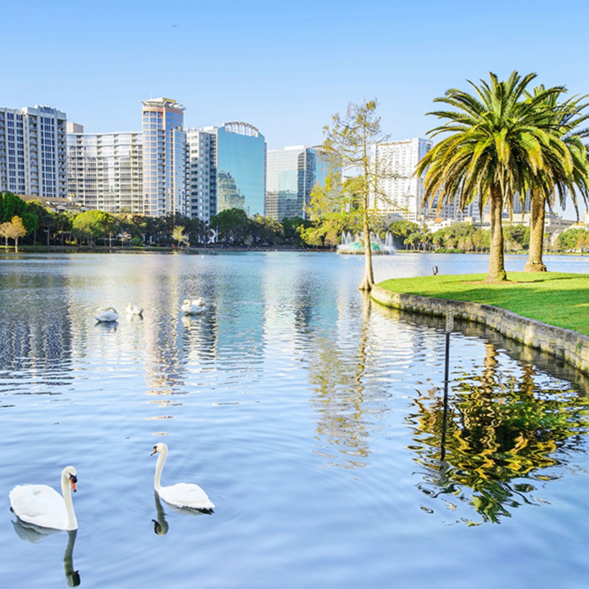 Swans swimming in lake with city skyline