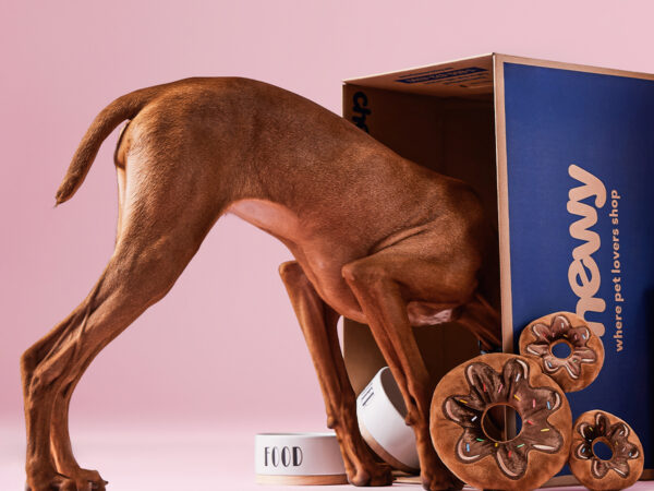 Brown dog with head inside box labeled Chewy