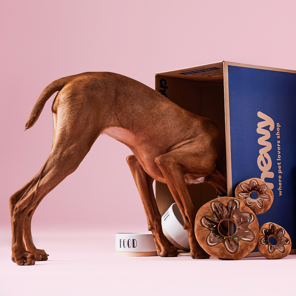 Brown dog with its head inside a blue and brown cardboard box next to two white food bowls and three brown plush donut toys on a pink floor with a pink background.