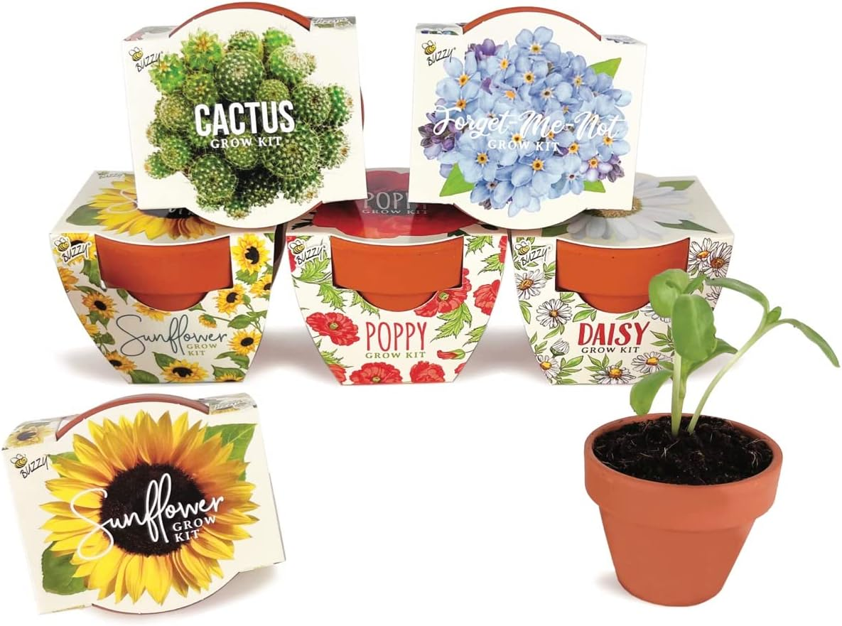 Assorted plant grow kits including cactus, forget-me-not, sunflower, poppy, and daisy, with one small sunflower plant growing in a terracotta pot filled with soil.